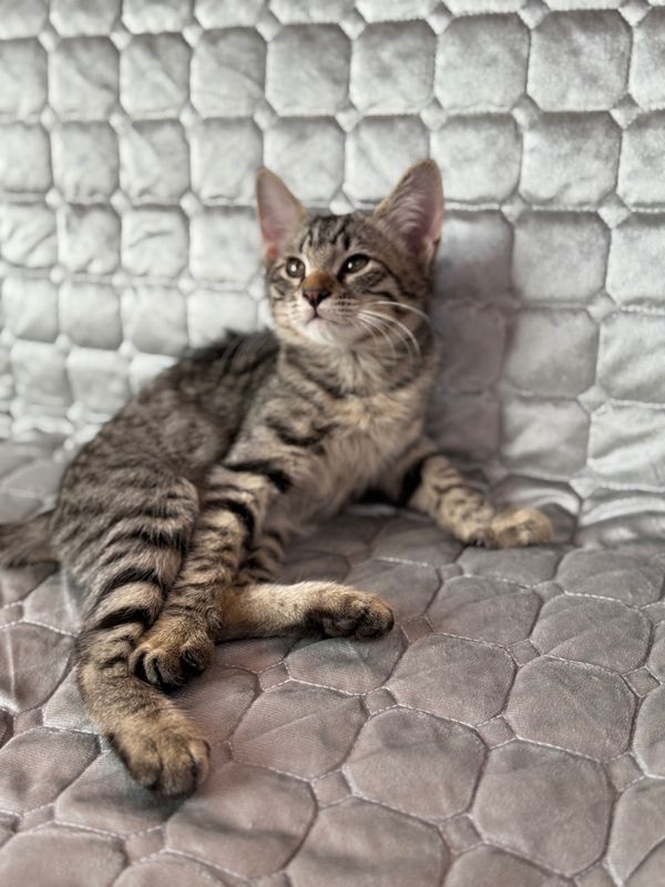 Котенок мальчик 4 месяцев Котенок мальчик 4 месяцев