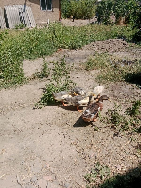 Фаварит орделари 8 та