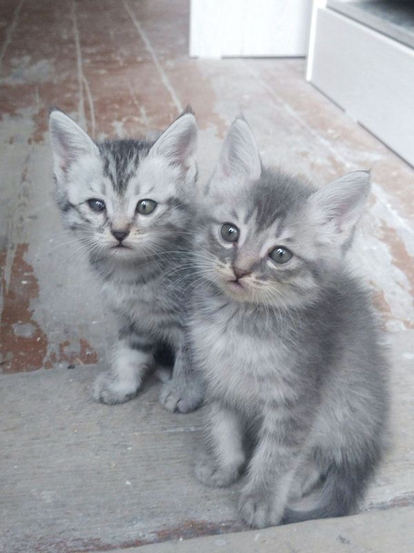 Котята бесплатно Котята бесплатно
