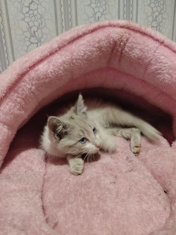 Пристраивается котёнок Пристраивается котёнок
