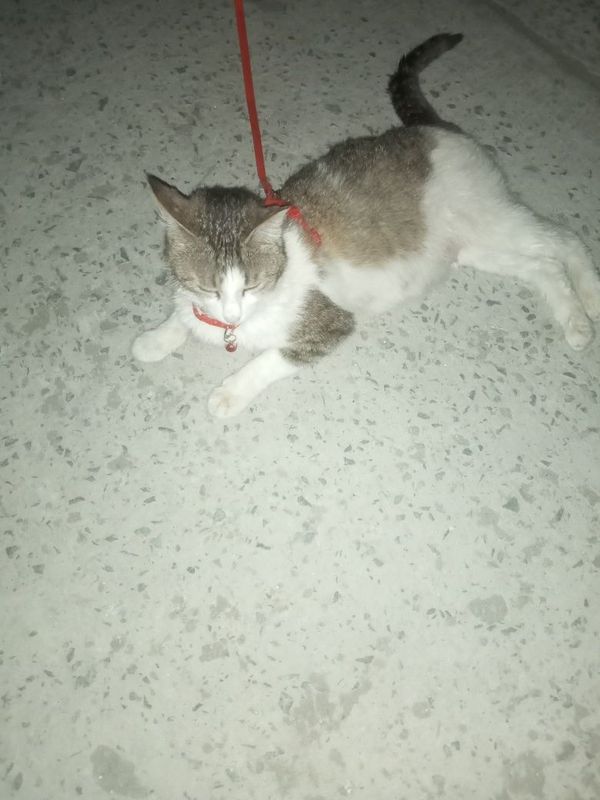 Mushukcha mexribon qo'llarga