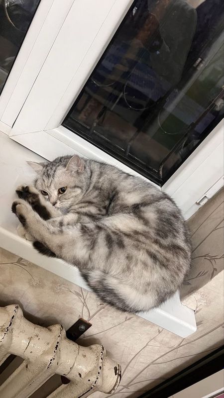 Потерялась кошка