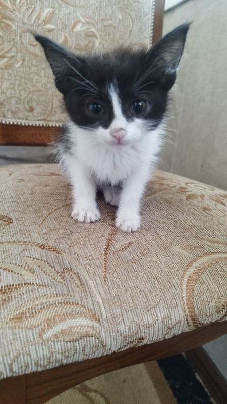 Mushuk bolasi 1 oylik uyda boqilgan Mushuk bolasi 1 oylik uyda boqilgan