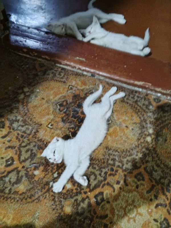 Котята скотишь фолд, 2 месяца, кушают любую еду, к лотку приучены. Котята скотишь фолд, 2 месяца, кушают любую еду, к лотку приучены.