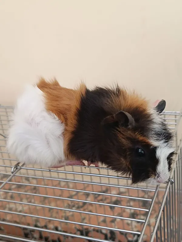 Хомяки сирийской породы .Цена за пары с клеткой Хомяки сирийской породы .Цена за пары с клеткой