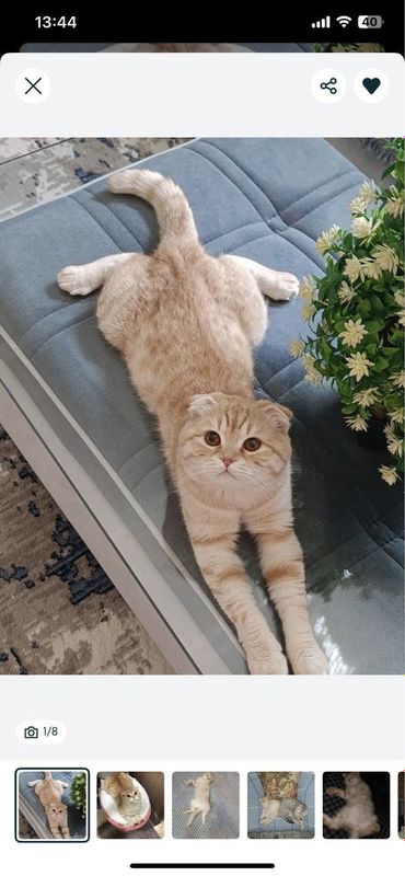 Отдам в добрые руки