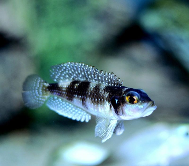 Speciosus black Ocellatus