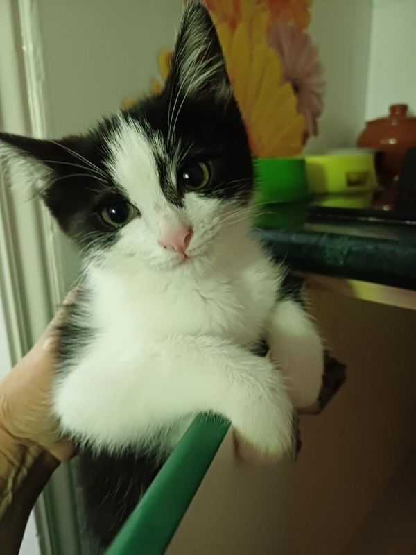 Отдаю бесплатно котёнка Отдаю бесплатно котёнка