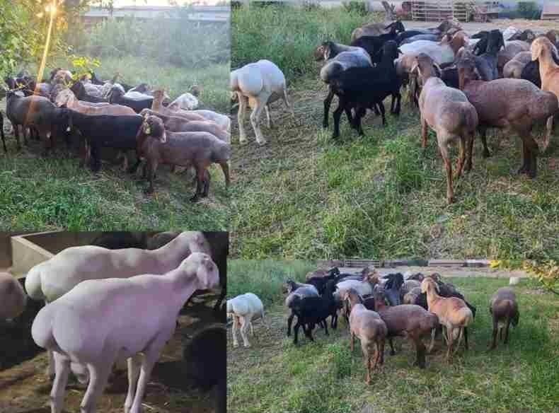 Qoy qozi qochqorlar Qoy qozi qochqorlar