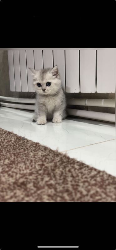 Mushuklar sotiladi zotli mushuklar Mushuklar sotiladi zotli mushuklar