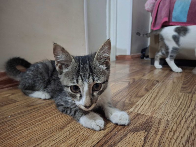 Котята, маленькие, в хорошие руки Котята, маленькие, в хорошие руки