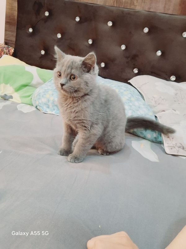 Zotdor mushukcha Zotdor mushukcha