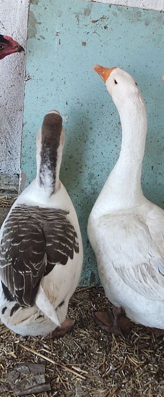Гуси королевиские . и утки Гуси королевиские . и утки