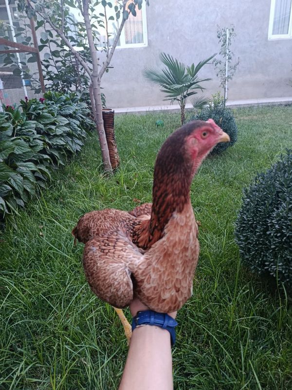 Dakan tovuq sotiladi Dakan tovuq sotiladi