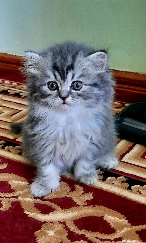 Продаются котята Продаются котята
