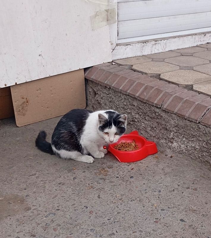 Котенок ищет своих старых или новых хозяев