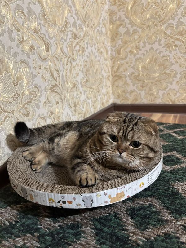 Вязка шотланский фолд шиншила Вязка шотланский фолд шиншила