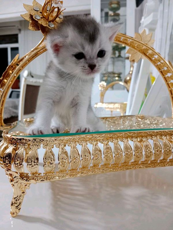 Серебристый шиншилла Серебристый шиншилла