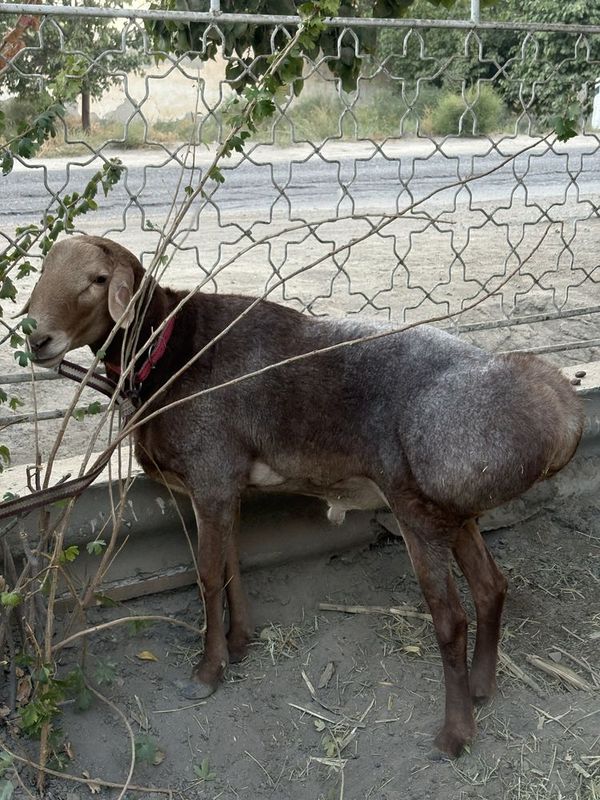 Quchoqor arashan