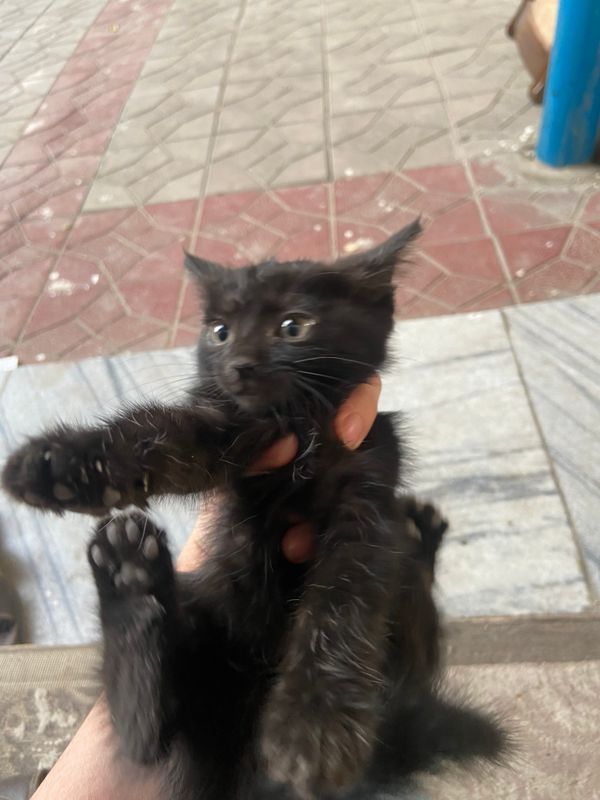 Mushuk Mushuk