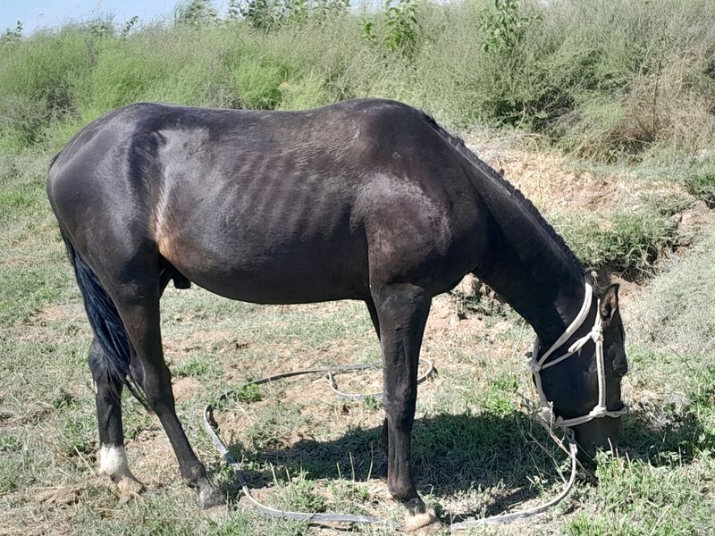 toy sotiladi 1 yarim 2 yow narxi 18.500 milyon