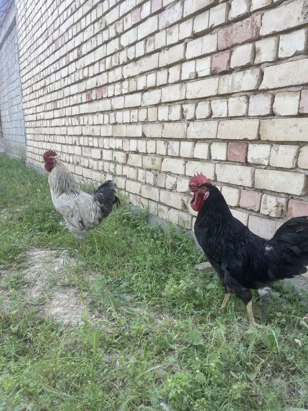 Xorozla sotiladi Xorozla sotiladi