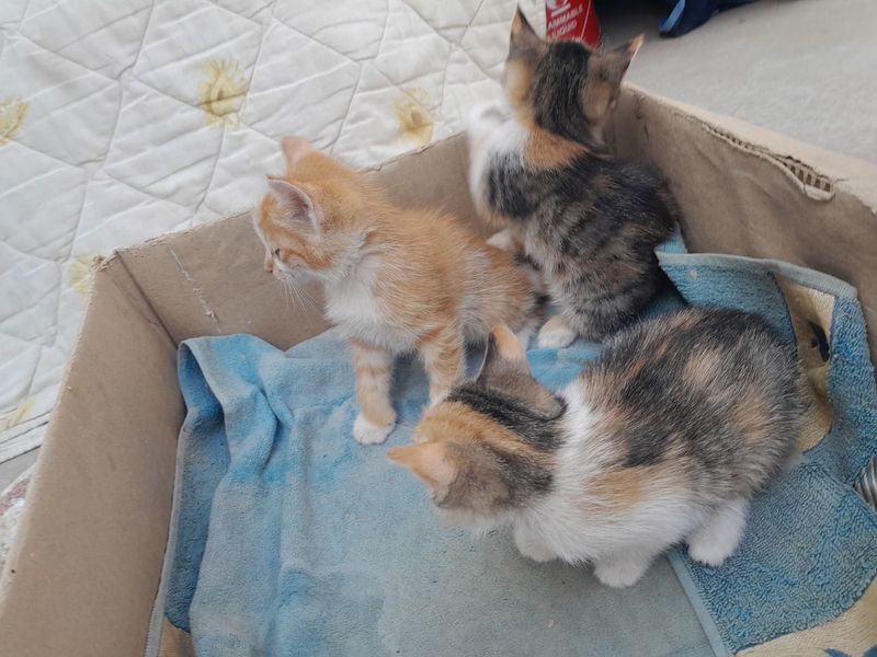 котята в добрые руки котята в добрые руки