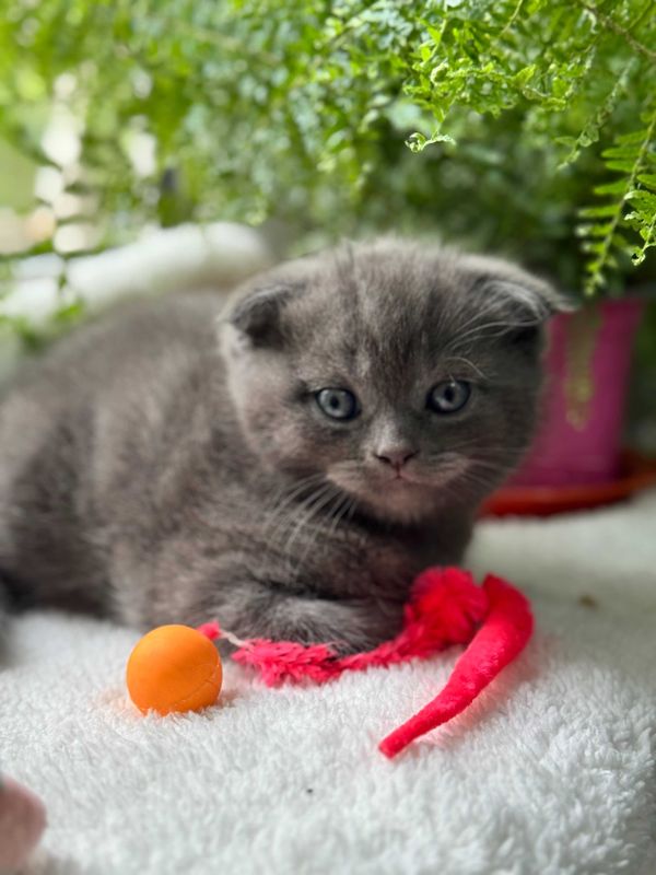 Продам вислоухих котят-девочек, 1.5 месяца. Продам вислоухих котят-девочек, 1.5 месяца.