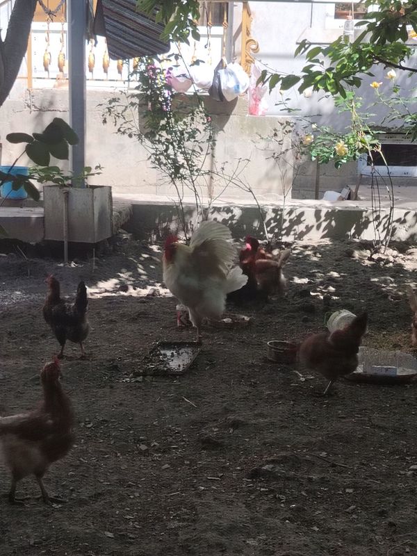 Assalomu Alekum tovuqlar sotiladi Assalomu Alekum tovuqlar sotiladi