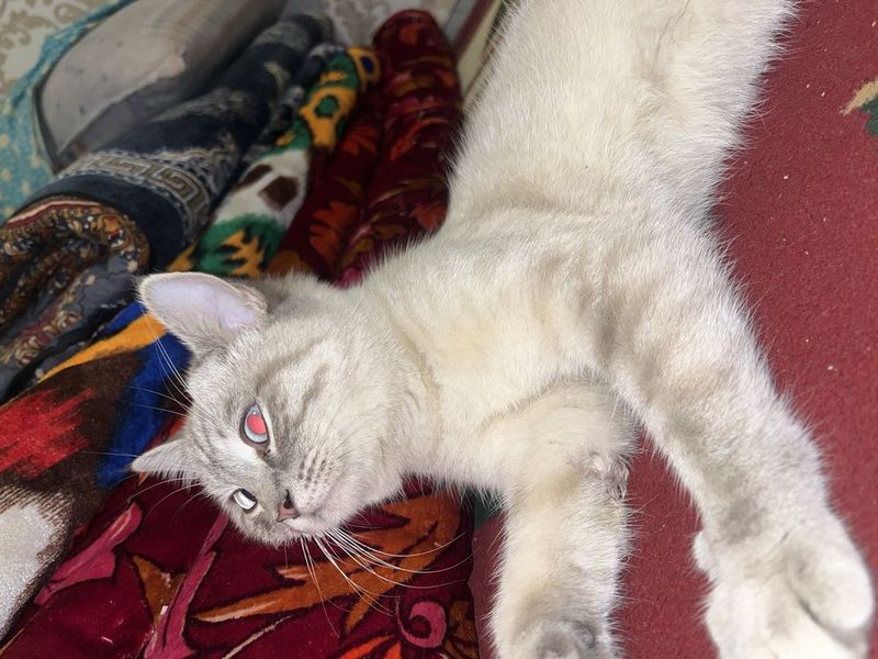 Шотланские скоттиш мушук Шотланские скоттиш мушук