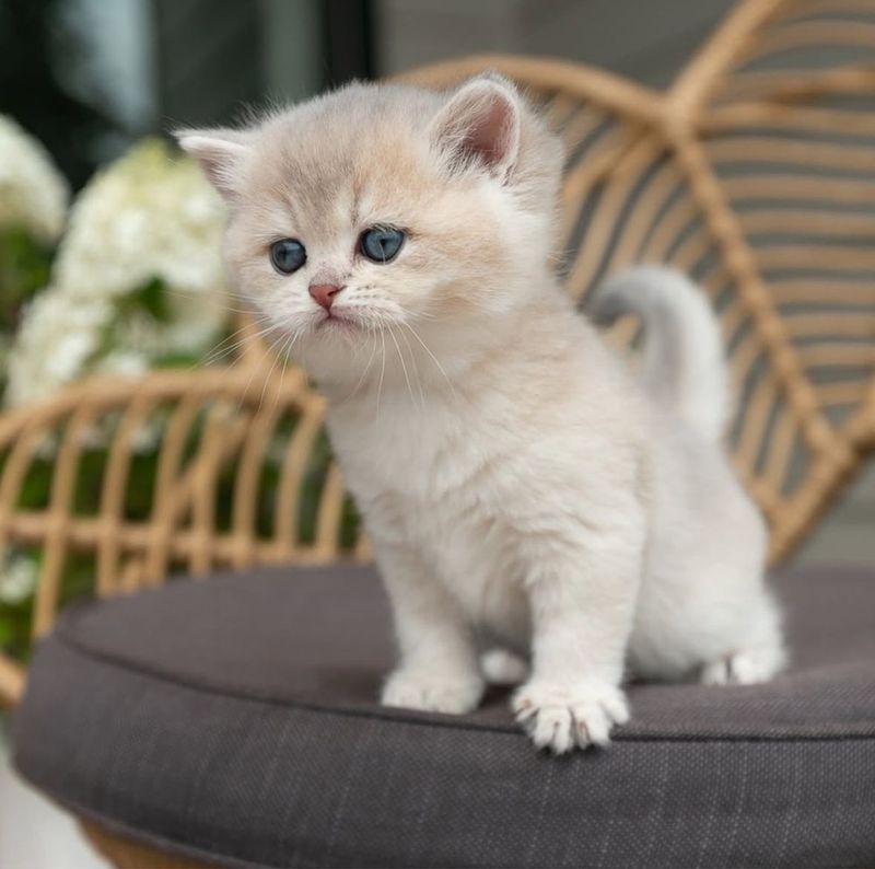 Шотландские котята шиншиллы Шотландские котята шиншиллы