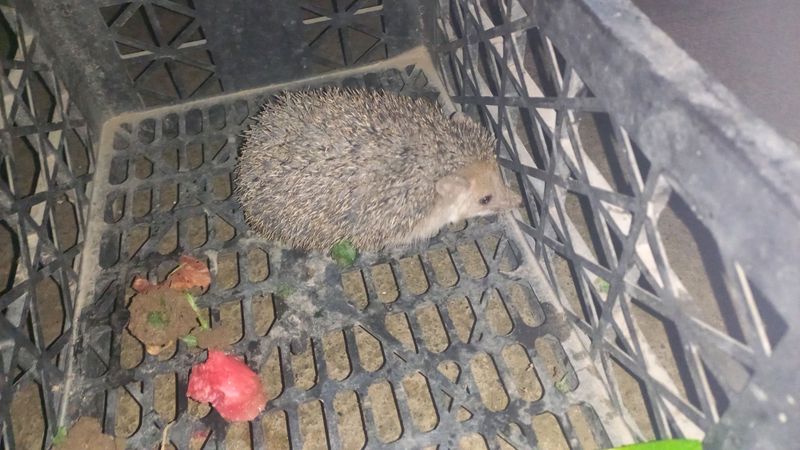 Tipiratikan zoti. shetsiyaniki Tipiratikan zoti. shetsiyaniki