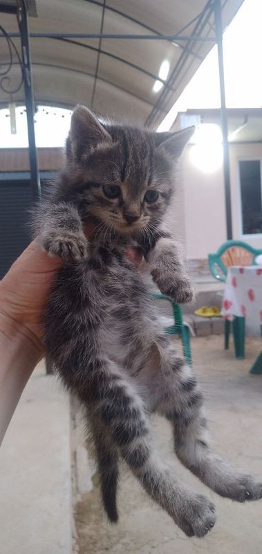 Пристраиваются котята Пристраиваются котята