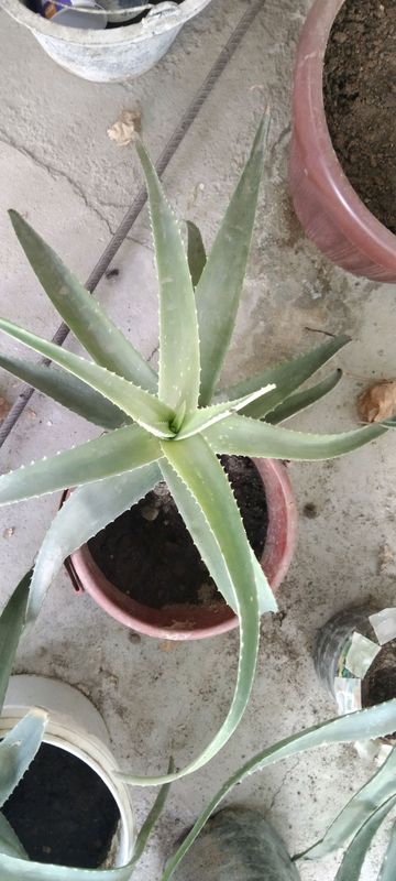 Aloe vera