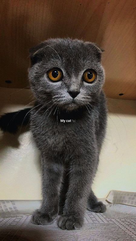Scotish fold mushugi, котик скотиш фолд