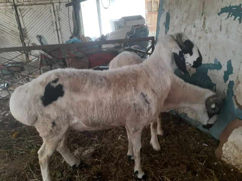 Tagal Barralar Qazoqi Duraga Arabi Tagal Barralar Qazoqi Duraga Arabi