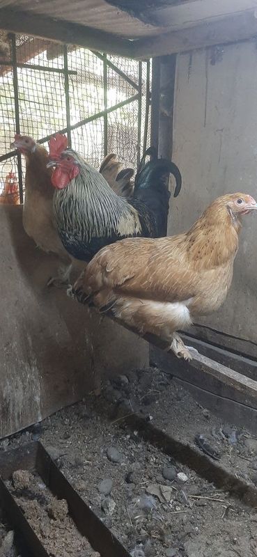 Продаются куры несушки, домашние