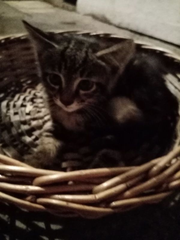 Котята, отдам даром Котята, отдам даром