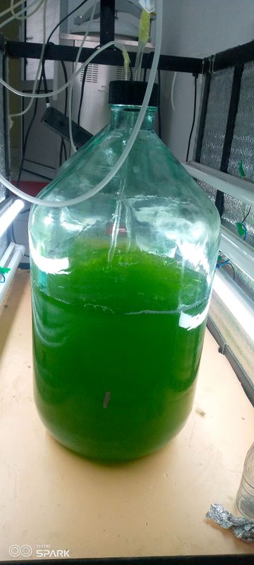 spirulina platenssis suspenziyasi spirulina platenssis suspenziyasi