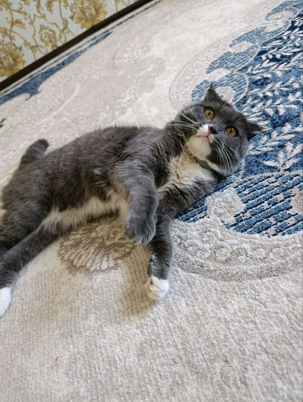 кот кот