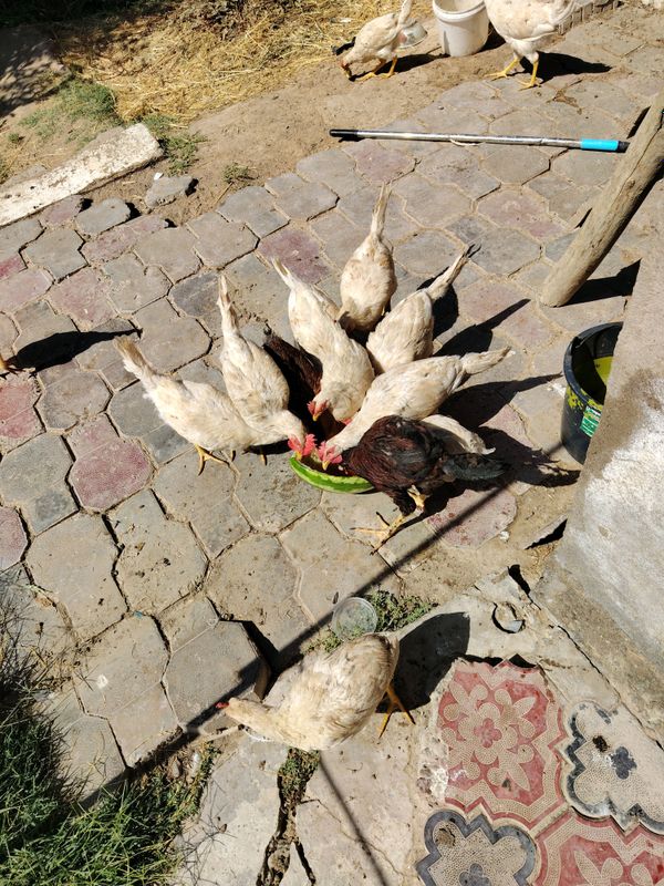 uy xurozlari