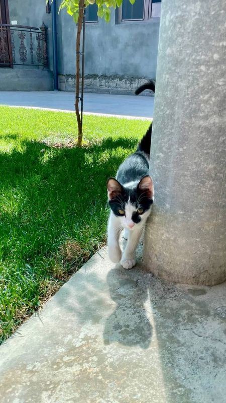 Scottish Straight кошка