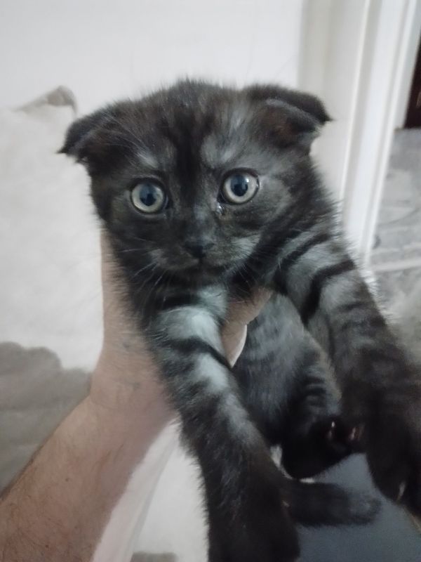 Мушик Кошка Урганчда.