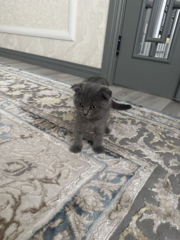Scottish Fold (quloqlari bukilgan) Scottish Fold (quloqlari bukilgan)