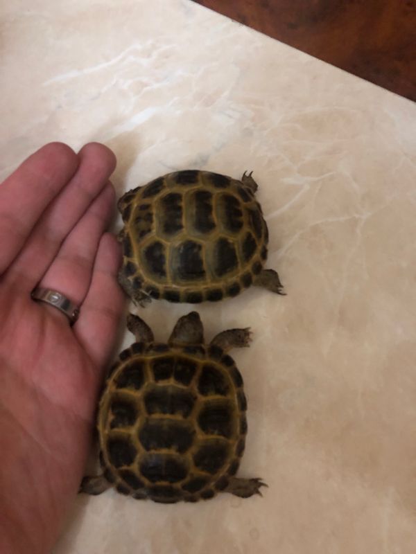 Toshbaqa sotiladi Toshbaqa sotiladi
