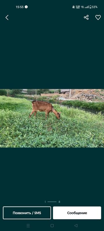 Alpin echki sotiladi Alpin echki sotiladi