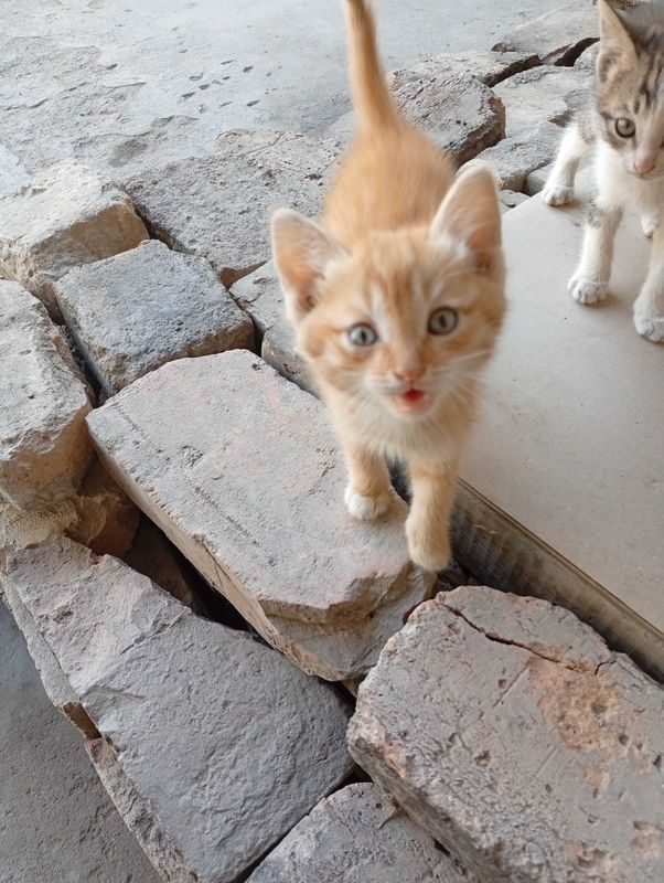 Котята в добрые руки Котята в добрые руки
