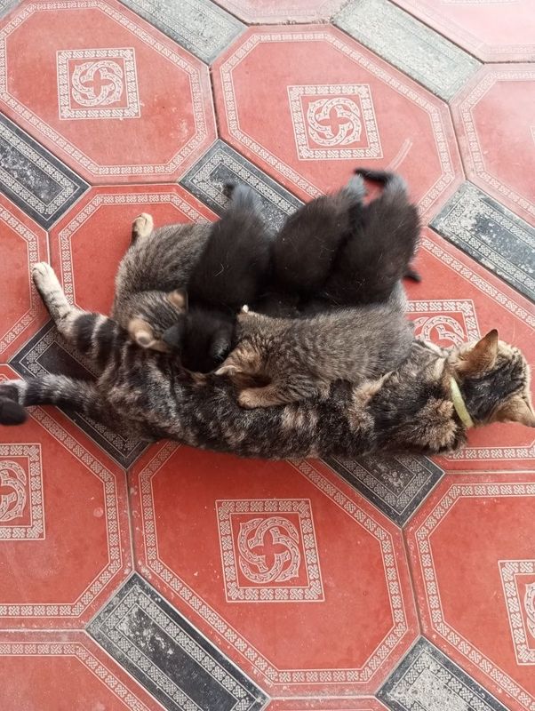 Отдам котят в хорошие руки Отдам котят в хорошие руки