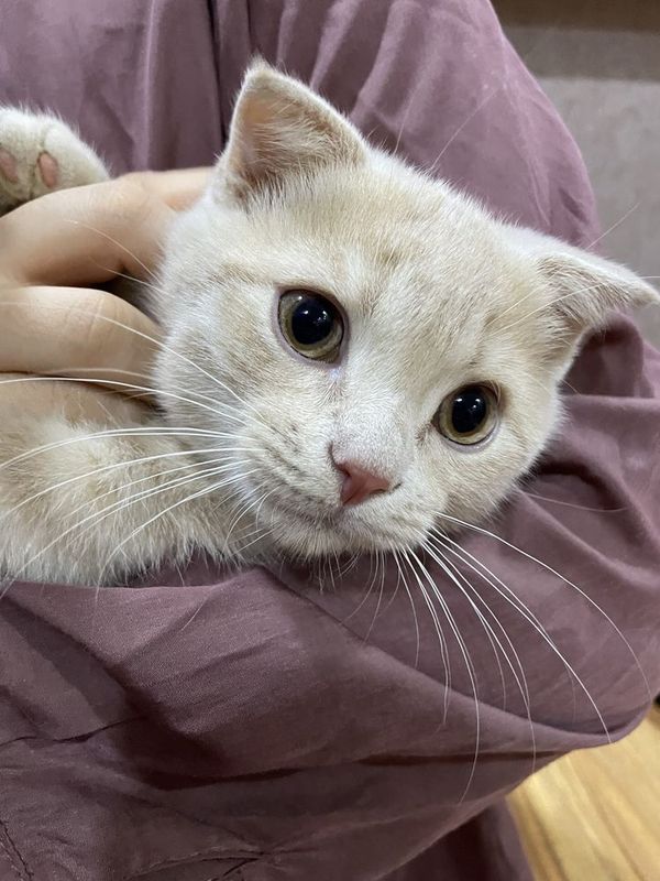 Скоттиш фолд мальчик