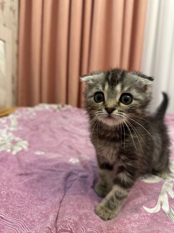 Scottish fold mushukchalar sotiladi Scottish fold mushukchalar sotiladi